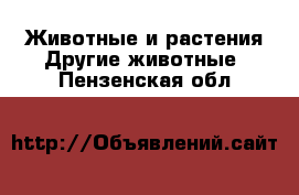 Животные и растения Другие животные. Пензенская обл.